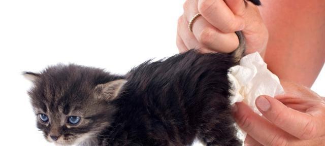 一个月的小猫不排便怎么办？可能的原因和解决方法是什么？