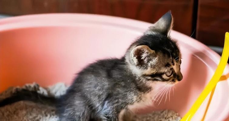 一个月的小猫不排便怎么办？可能的原因和解决方法是什么？