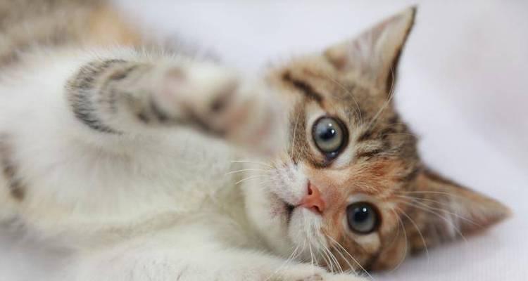 一个月大的小猫不停叫怎么办？如何安抚小猫？
