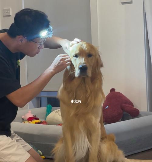 给狗狗掏耳朵用什么工具最好？安全方法有哪些？