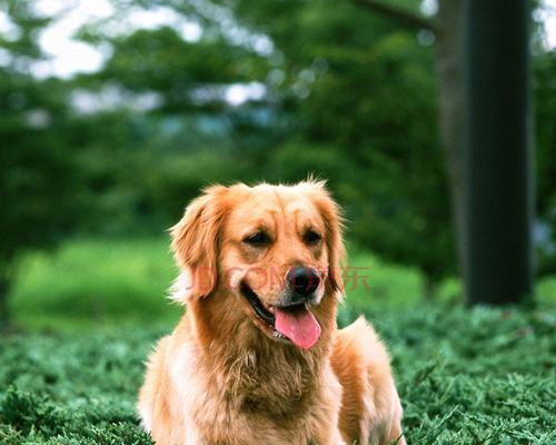 幼犬狗狗可以吃自制狗粮吗？自制狗粮的正确做法是什么？