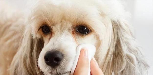 幼犬狗狗可以吃自制狗粮吗？自制狗粮的正确做法是什么？