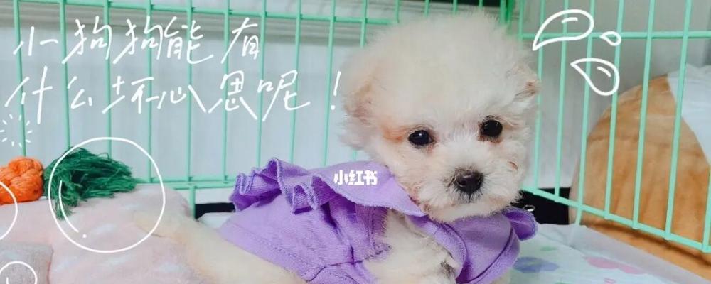幼犬患有冠状病毒时能喂食狗粮吗？