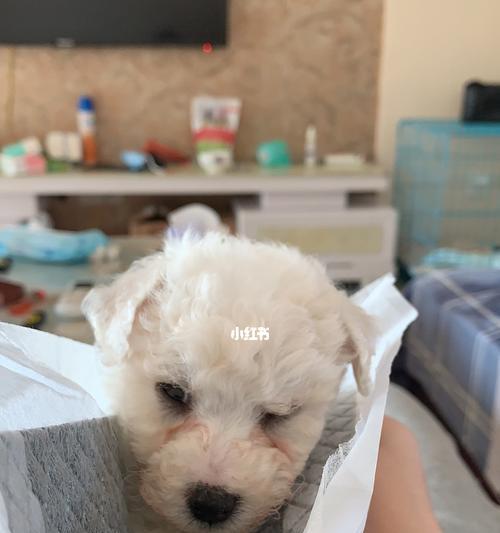 幼犬患有冠状病毒时能喂食狗粮吗？
