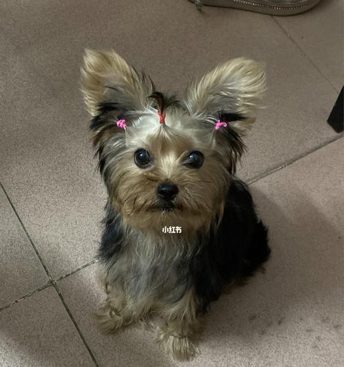约克夏犬不吃狗粮怎么办？常见原因及解决方法是什么？