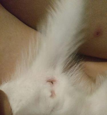 怎么辨别公猫和母猫？简单几步教你识别！