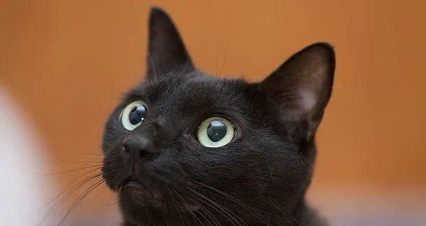 怎么分辨黑猫的品种？黑猫有哪些独特特征？