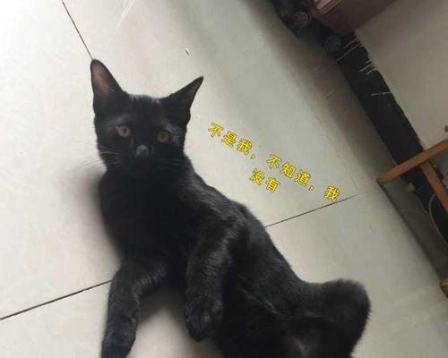 怎么分辨黑猫的品种？黑猫有哪些独特特征？