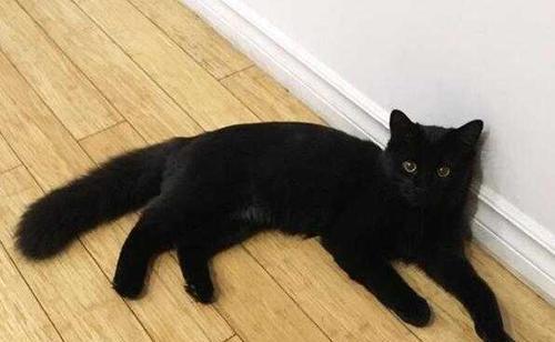 怎么分辨黑猫的品种？黑猫有哪些独特特征？