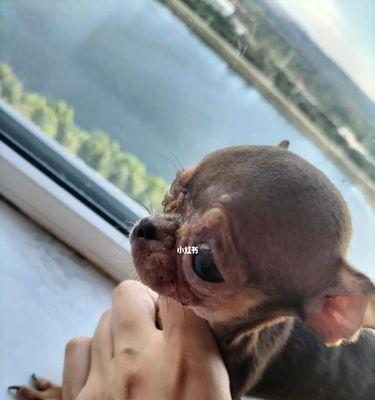 怎么看狗的双层背毛？如何正确护理？