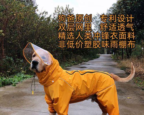 怎么样能成狗狗主人？成为狗狗主人需要准备哪些事项？