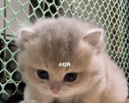 怎么知道小猫吃饱了？观察这些行为特征！