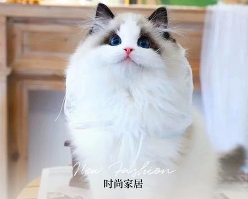 刚出生的猫咪怎么养？需要注意哪些常见问题？