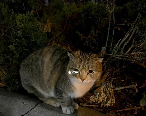 小猫一直叫怎么办？主人回家后如何安抚？