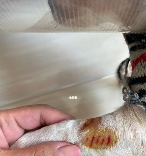 给狗狗自行打针的后果是什么？如何正确处理宠物注射问题？