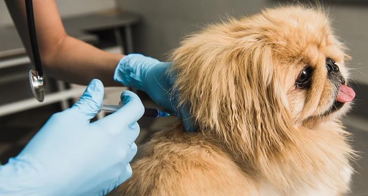 给狗狗自行打针的后果是什么？如何正确处理宠物注射问题？