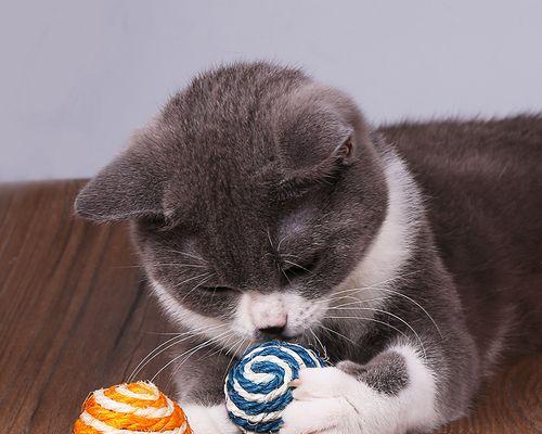 自制小猫玩具乒乓球怎么做？需要哪些材料和步骤？