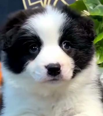 2个月边牧幼犬的饮食指南：应该吃什么？常见问题解答？
