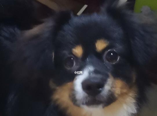 2个月大串串狗喂什么好？如何科学喂养幼犬？