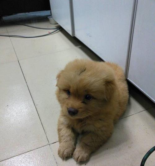 2个月大串串狗喂什么好？如何科学喂养幼犬？
