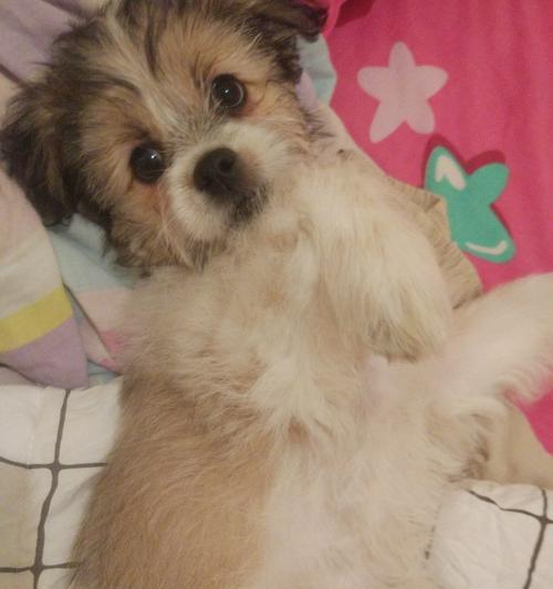 2个月大串串狗喂什么好？如何科学喂养幼犬？