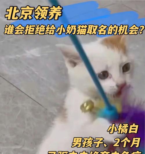 2个月的小猫需要驱虫吗？如何选择合适的驱虫产品？