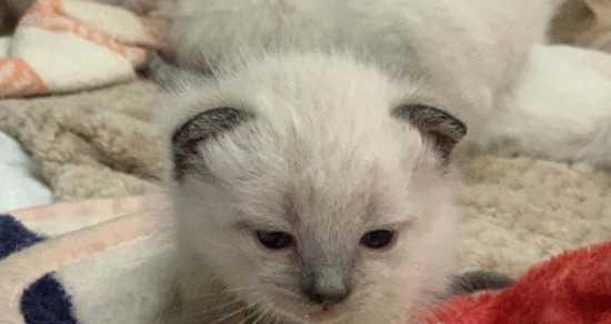 2个月的小猫需要驱虫吗？如何选择合适的驱虫产品？