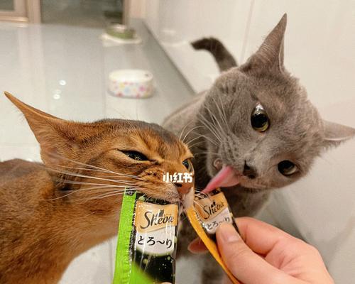 两个月大的小猫咪会吃撑吗？如何控制食量避免问题？