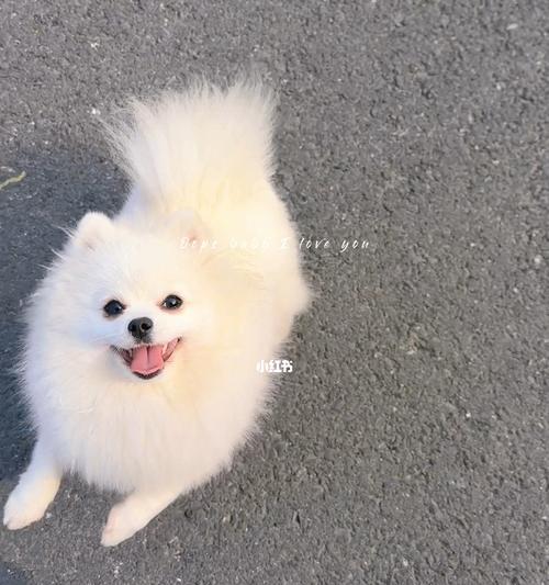 3个月大的博美每天应该喂多少狗粮合适？