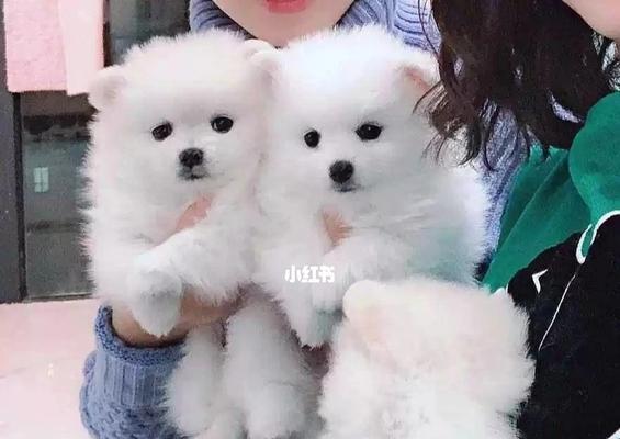 3个月大的博美每天应该喂多少狗粮合适？