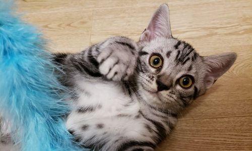 3个月猫咪应该吃什么？营养需求与喂食建议是什么？