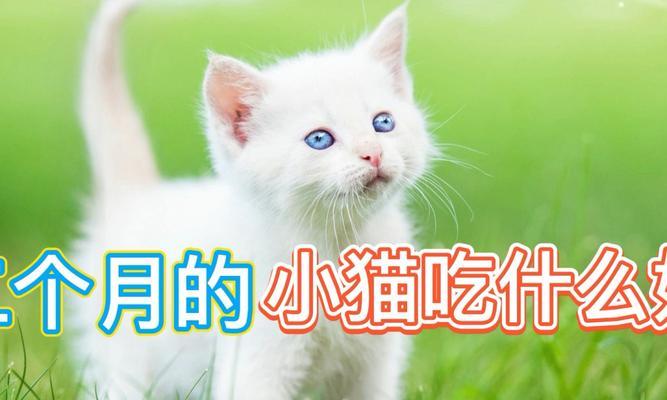 3个月猫咪应该吃什么？营养需求与喂食建议是什么？