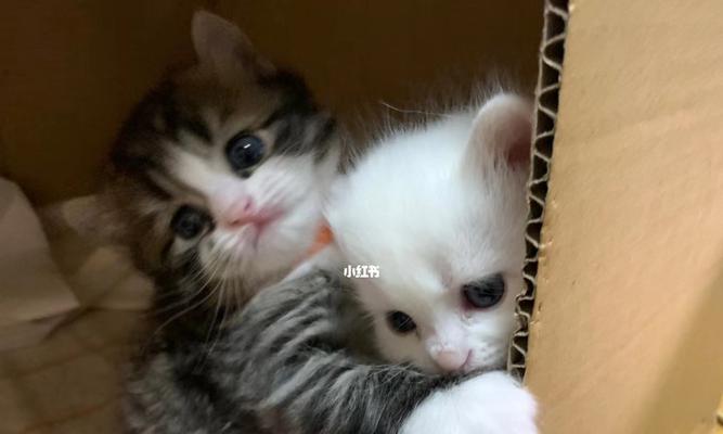 3个月大的猫咪怎样才能亲近主人？有哪些有效的方法？