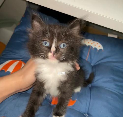 3个月大的猫咪怎样才能亲近主人？有哪些有效的方法？