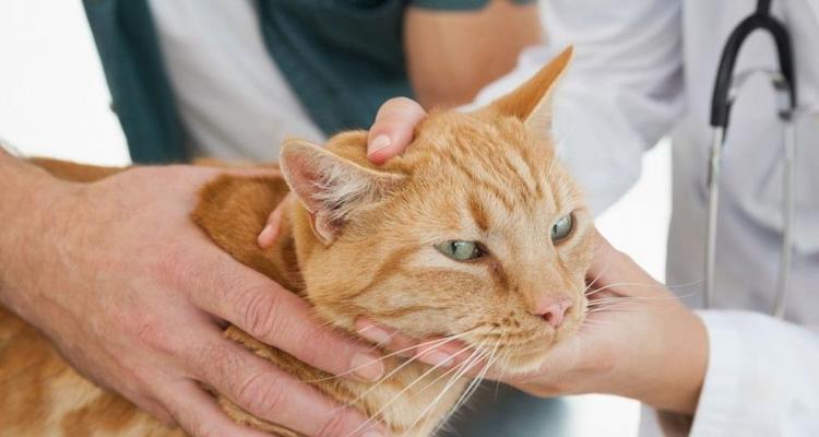 3个月大的猫咪怎样才能亲近主人？有哪些有效的方法？