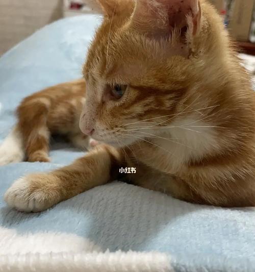 3个月猫咪总喜欢咬人怎么办？如何纠正猫咪的咬人行为？