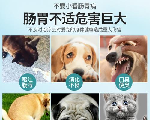 40天幼犬拉稀怎么办？如何快速解决幼犬腹泻问题？