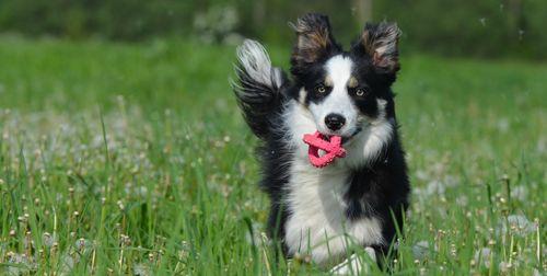 4个月大的边境牧羊犬应该吃什么狗粮？