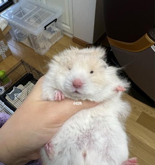 50天小狗仔的饮食指南？如何选择合适的狗粮？