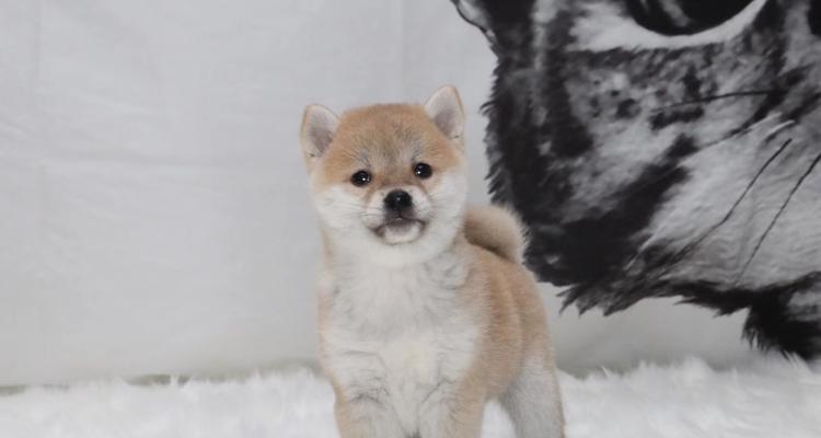5个月柴犬长什么样？常见问题解答