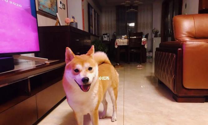 5个月柴犬长什么样？常见问题解答