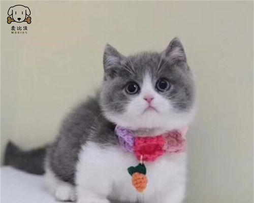 5个月大的猫咪如何辨别性别？常见问题解答