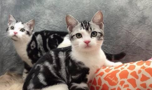5个月大的猫咪如何辨别性别？常见问题解答