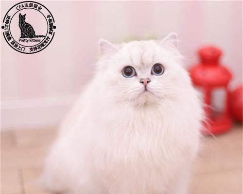 5个月大的猫咪如何辨别性别？常见问题解答