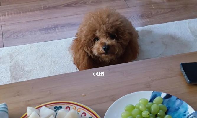 5个月小狗能喂水果吗？喂食水果的正确方法和注意事项是什么？