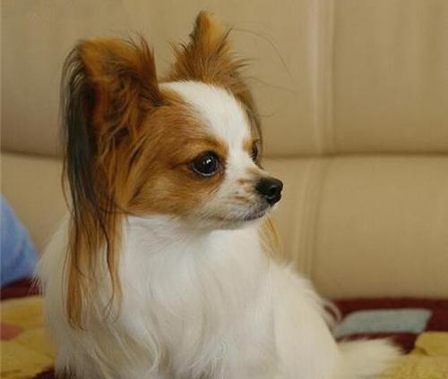 6个月蝴蝶犬的典型特征是什么？如何照顾6个月大的蝴蝶犬？