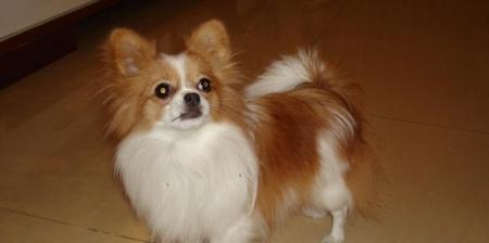 6个月蝴蝶犬的典型特征是什么？如何照顾6个月大的蝴蝶犬？