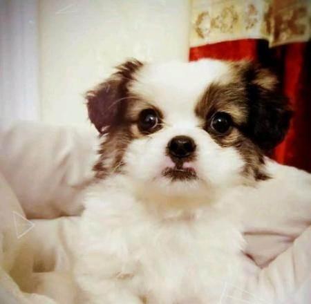 6个月蝴蝶犬的典型特征是什么？如何照顾6个月大的蝴蝶犬？
