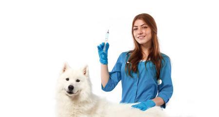 6个月大的狗狗四联疫苗注射方法是什么？注射后需要注意哪些事项？