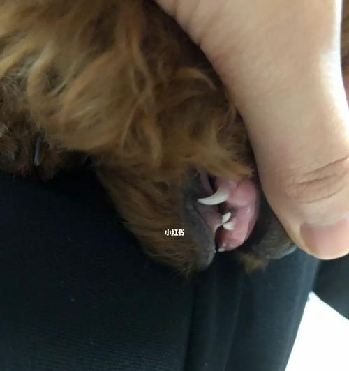6岁的狗掉牙是怎么回事？需要担心吗？